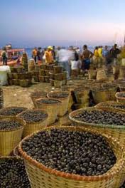 Acai szüret